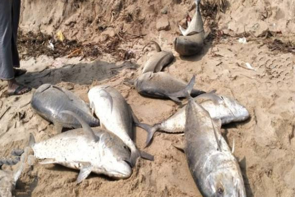 இலங்கையில் கிழக்கு மீனவர்களுக்கு அடித்த அதிர்ஷ்டம்! | Lucky For The Eastern Fishermen In Sri Lanka