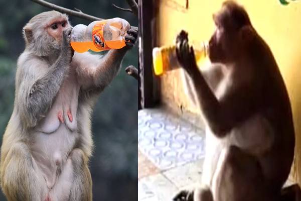 ‘ப்பா என்னா வெயிலுய்யா’ - குளிர்பானங்களை கேட்டு வாங்கி குடிக்கும் குரங்கு கூட்டம்! - தமிழ்நாடு