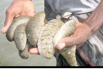 கடலட்டை பிடித்த 15 பேருக்கு எதிராக நீதிமன்றம் வழங்கிய தீர்ப்பு