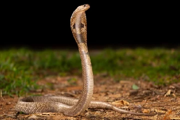 வவுனியாவில் இளம் குடும்பஸ்தர் உயிரிழப்பு