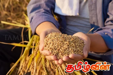 நெல் கொள்வனவு குறித்து வெளியான தகவல்