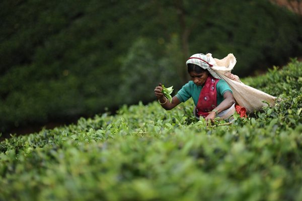 தோட்டத் தொழிலாளர்களுக்கு வெளியான மகிழ்ச்சித் தகவல்: கிடைத்தது அமைச்சரவை அனுமதி | Plantation Workers Relief Package To Be Provided