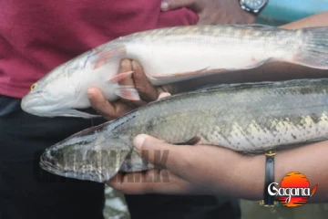 දැදුරු ඔයේ මාළු ඇල්ලුවොත් තෑගි ගොඩයි - වැඩිම මාළුවාට සම්මානයක්