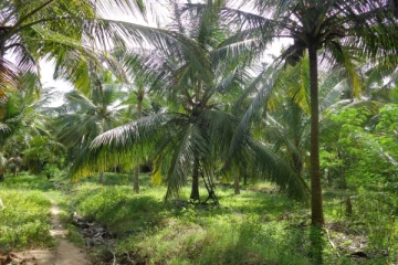 අනවසරයෙන් පොල් කැඩූ පුද්ගලයෙකුට වෙඩි තබයි - මෙරටින් ඇසෙන බිහිසුණු පුවත