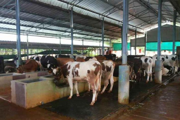 வேலையை உதறிவிட்டு மாட்டுப்பண்ணை: கோடிகளில் கொட்டும் வருமானம்!! சாதித்த இளைஞரின் கதை | This Man Set Dairy Farm Now Earning In Crores