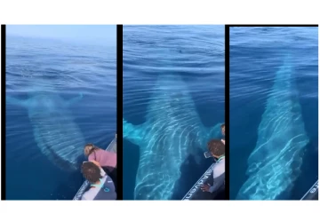 பயணிகளை ஒன்றும் செய்யாமல் திமிங்கலம் கொடுத்த ஷாக்... ஆச்சரிய வீடியோ