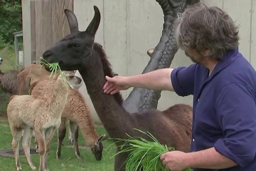 லாமாவின் பிளாஸ்மா கொரோனாவைக் குணப்படுத்துமா..வல்லுநர்கள் ஆராய்ச்சி