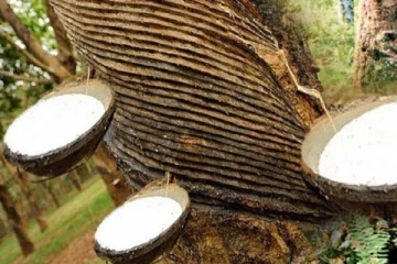 රබර් මිලට එකවර සිදු වූ දේ..