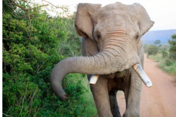 காட்டு யானை தாக்கி இருவர் மரணம்