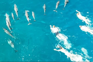 டால்பின்களை துன்புறுத்தியதாக 33 நீச்சல் வீரர்கள் மீது குற்றச்சாட்டு!