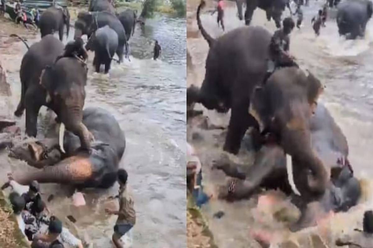 Viral Video: கொடூரமாக மோதிக்கொண்ட இரு யானைகள் | Elephants Clashed Violently Woman Rip Video Viral
