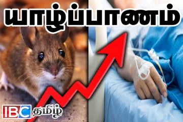 யாழை மிரட்டும் எலிக்காய்ச்சல் : அதிகரிக்கும் பாதிக்கப்பட்டோர் எண்ணிக்கை