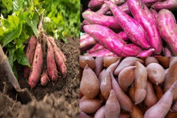 சர்க்கரைவள்ளி கிழங்கில் இவ்வளவு நன்மைகள் இருக்கா? இனிமேல் தவிர்க்காதீர்கள்