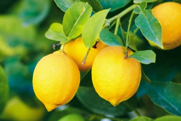 எலுமிச்சை பழச்சாற்றில் இத்தனை மருத்துவ பயன்கள் உள்ளதா?