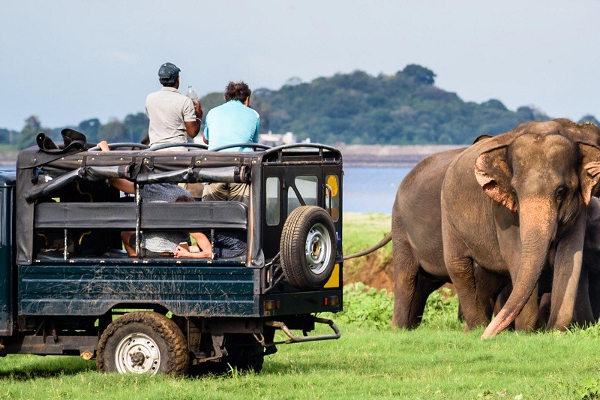 யால சரணாலயத்தில் வாகனங்களில் பேயாட்டம்; 6 பேர் சரணடைவு! | Vehicle Hunting In Yala Sanctuary 6 Surrendered