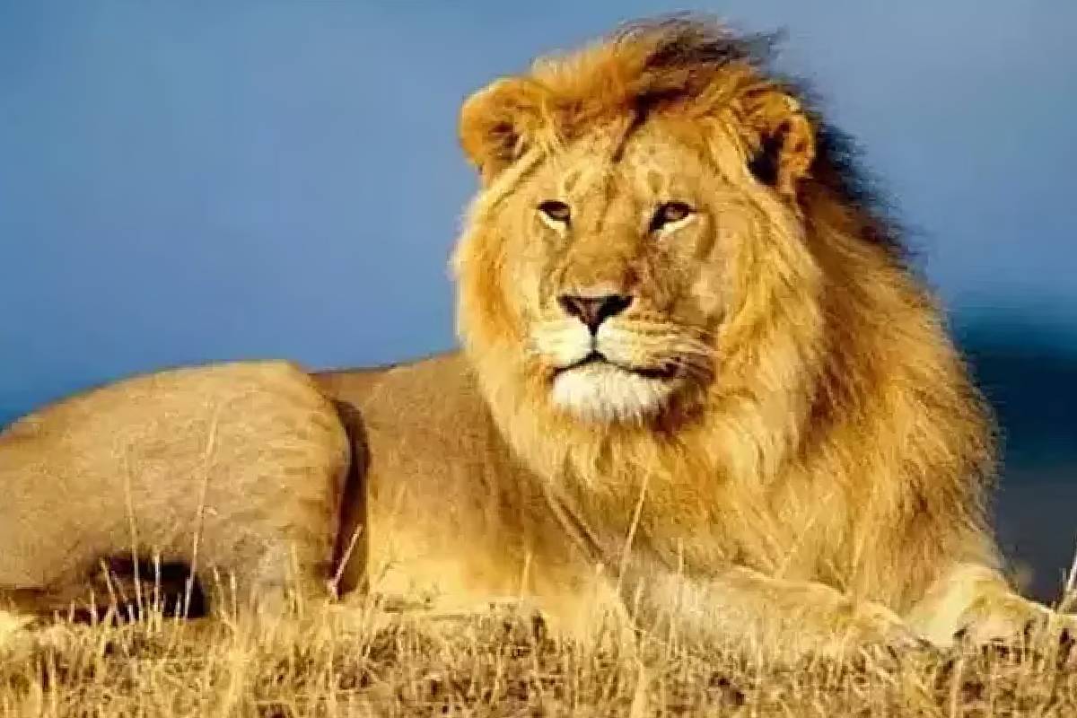 சிங்கத்தையே மிஞ்சும் ஓநாயின் நேர்மை பற்றி தெரியுமா? பலரும் அறியாத தகவல்! | What Are Interesting Facts About Wolves