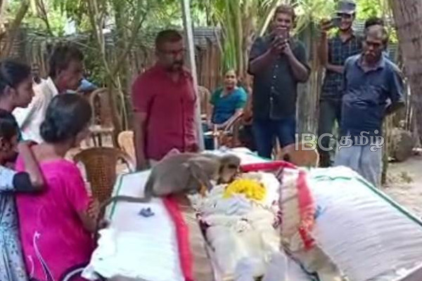 மனிதருக்கு மனிதாபிமானம் கற்றுக்கொடுத்த குரங்கு - இறுதி கிரியையில் நெகிழ்ச்சி சம்பவம்! | Sri Lanka Batticalo Death Monkey Cry