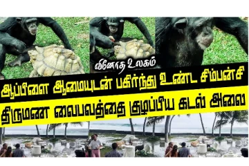 ஆப்பிளை அமையுடன் சேர்ந்து உண்ணும் சிம்பன்சி குரங்கு - வினோத உலகம்