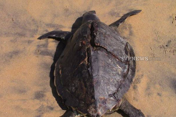 இலங்கையில் மீண்டும் உயிரிழந்த நிலையில் கரையொதுங்கும் கடலாமைகள்! | Dead Sea Turtles Washed Ashore Again Sri Lanka
