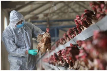 அமெரிக்காவில் முதன்முறையாக கண்டறியப்பட்ட H5 பறவைக் காய்ச்சல்