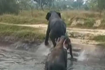 වන අලියාගේ කෝපයෙන් ඇති වූ භයානක තත්වය - වීඩියෝ සහිතයි (VIDEO)