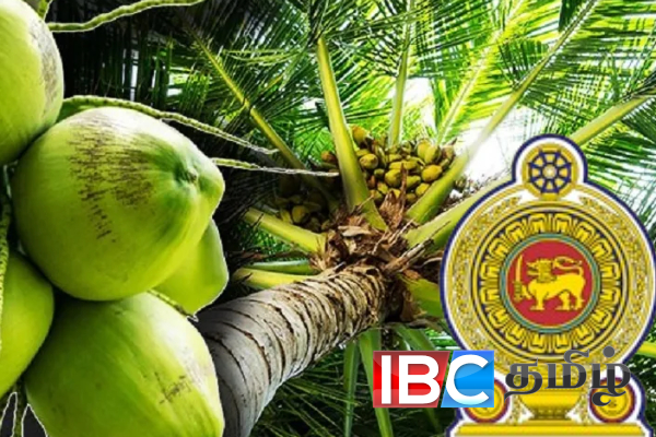 அனர்த்தத்தால் பாதிக்கப்பட்ட தென்னை மரங்கள் - பொதுமக்களுக்கு கோரிக்கை | Rs10000 Per Coconut Tree For Farmers Coconut Price அனர்த்தத்தால் பாதிக்கப்பட்ட தென்னை மரங்கள் - பொதுமக்களுக்கு கோரிக்கை | Rs10000 Per Coconut Tree For Farmers Coconut Price