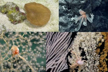 உலகில் புதிதாக கண்டுபிடிக்கப்பட்ட 50 உயிரினங்கள்!