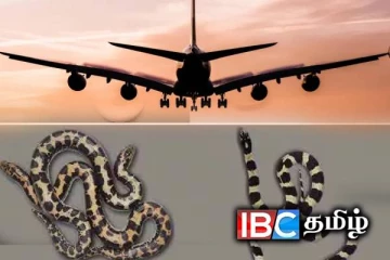 விமானத்தில் கடத்தி வரப்பட்ட 16 அரிய வகை பாம்புகள் மீட்பு