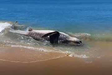 அளம்பில் கடற்கரையில் கரையொதுங்கிய புள்ளிச்சுறா