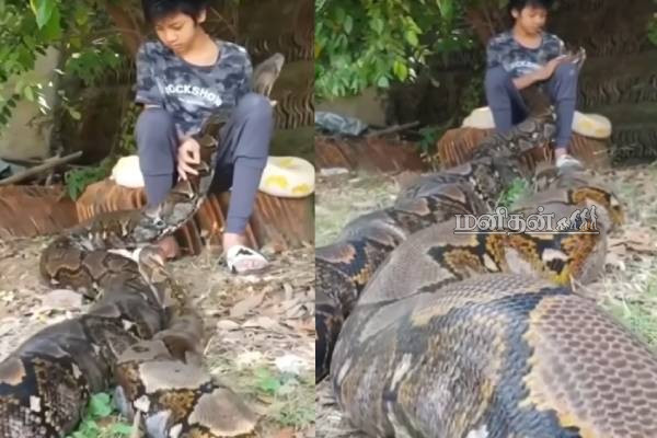 மலைப்பாம்பு ஒரு மரியாதை இல்லையா? அசால்ட்டாக மடியில் வைத்து கொஞ்சும் சிறுமி! வைரல் | Girl Playing With Dangerous Pythons Viral Video