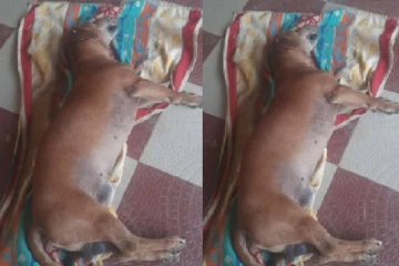 பாம்பைக் கடித்துக் கொன்று குழந்தைகளை காப்பாற்றிய நாய் : பின்னர் இடம்பெற்ற துயரம்