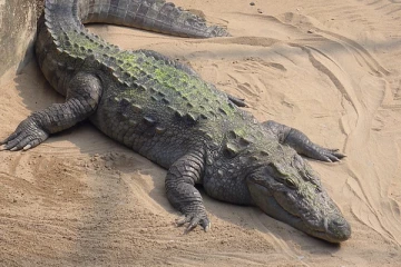 சில முதலைகள் கடலில் ஏன் இருப்பதில்லை?