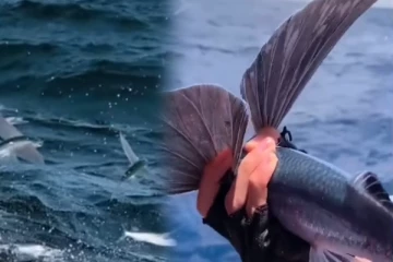 பறக்கும் மீன்களை பார்த்ததுண்டா! இணையத்தை ஆக்கிரமிக்கும் காணொளி