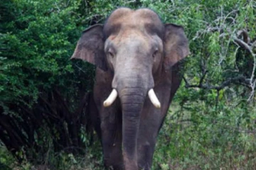 අග්බෝ ඇතා සොයා විශේෂ මෙහෙයුමක් - හමුදා කණ්ඩායමක් පිටත් වෙයි