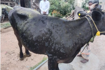 வடமராட்சியில் மாடுகளுக்கு பெரியம்மை நோய் - 8 மாடுகள் உயிரிழப்பு
