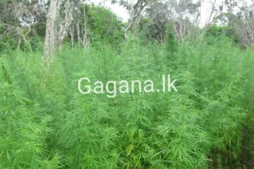 රටට බිලියන ගණනින් සල්ලි ගේන ගංජා වවන්න අවසර හිමිවෙයි?..