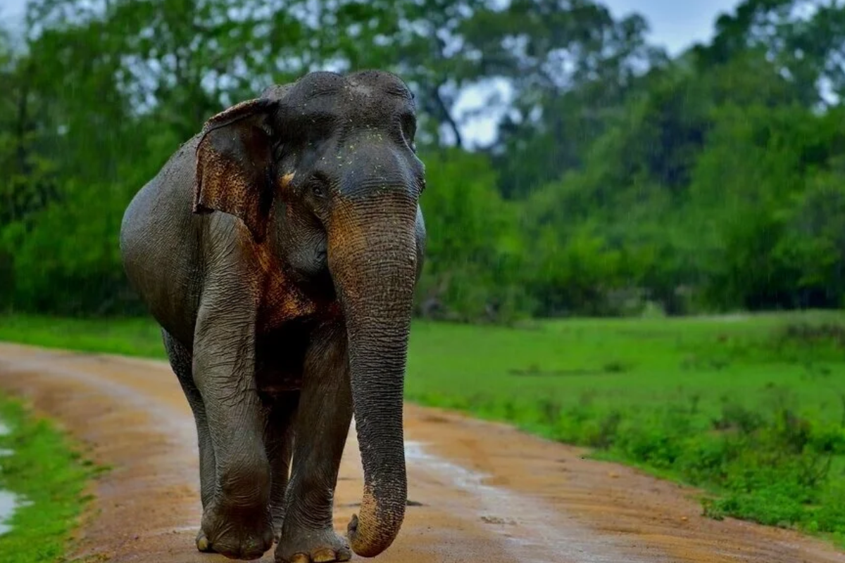 யானையொன்றின் உயிரை பறித்த மின்வேலி.. உரிமையாளர் அதிரடி கைது | Elephant Has Been Found Dead Vellaveli