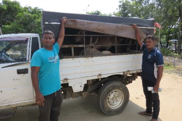 கொக்கட்டிச்சோலையிலிருந்து சட்டவிரோதமாக மாடுகளை கடத்திய சந்தேகநபர்கள் இருவர் கைது (video)
