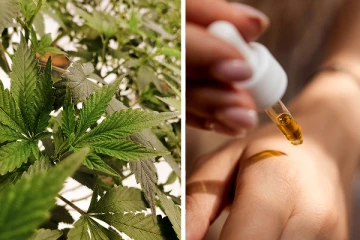 කංසා සම්බන්ධයෙන් විශේෂ තීරණයක්