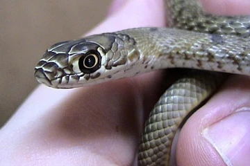 பாம்பு கடித்து விஷ எதிர்ப்பு மருந்து கிடைக்காமல் உயிரிழந்த சிறுவன் - விசாரணைகளை ஆரம்பித்தது சுகாதார அமைச்சு