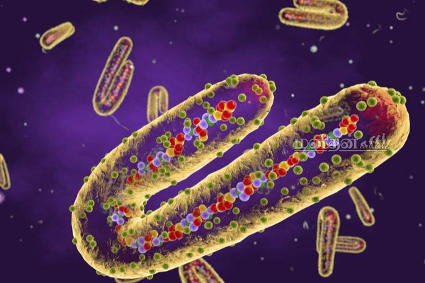 கொரோனாவை விட ஆபத்தான புதிய வைரஸ்! உலக சுகாதார அமைப்பு எச்சரிக்கை | Marburg Virus Corona Overtake In Tamil