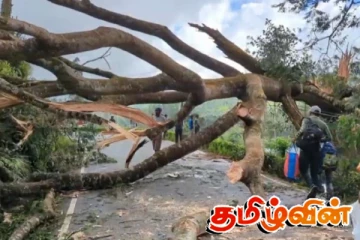 ஹட்டன் - மஸ்கெலியா பிரதான வீதியில் விழுந்த பாரிய மரம்