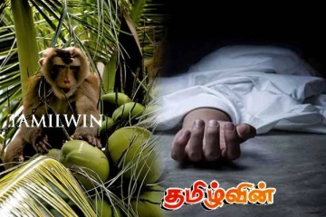 குரங்கு பறித்த குரும்பை கழுத்தில் வீழ்ந்ததில் குடும்பஸ்தர் உயிரிழப்பு: கேகாலையில் துயரம்