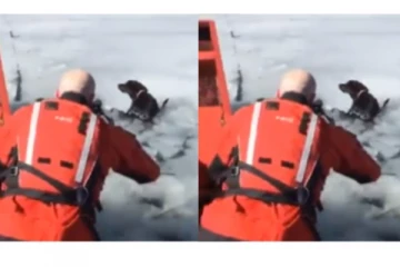 பனிக்கட்டிக்குள் நடுவே சிக்கி உயிருக்கு போராடிய நாய் - கடவுள்மாதிரி வந்து காப்பாற்றிய மனிதர்