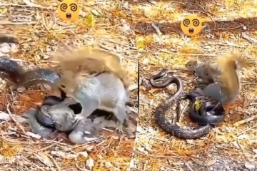 Viral Video: பாம்பைக் கொன்ற அணில்... எதற்காக இந்த ஆக்ரோஷம் தெரியுமா?