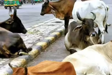 அல்வா, பூரி தின்ற 20 பசுக்கள் உயிரிழப்பு