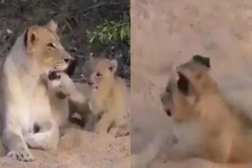 என்னா அடி! ரொம்ப கோவக்கார “மம்மியா” இருப்பாங்க போல?