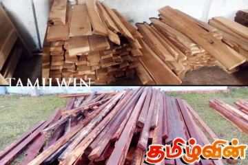 மன்னாரில் அனுமதியின்றி மரக் களஞ்சியம் நடத்தியவர் கைது