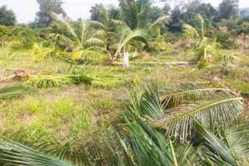 தென்னை மரங்களை சேதப்படுத்திய யானைகள்