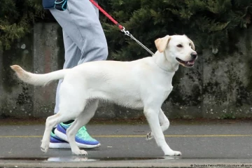 ஜேர்மனியில் இரு பெண்களுக்கு இடையே மோதல்! நாய்களே மிரண்டு நின்ற சம்பவம்!